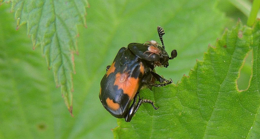 Grabarz pospolity (Nicrophorus vespillo, Necrophorus vespillo)