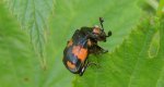 Grabarz pospolity (Nicrophorus vespillo, Necrophorus vespillo)