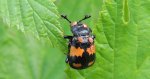 Grabarz pospolity (Nicrophorus vespillo, Necrophorus vespillo)