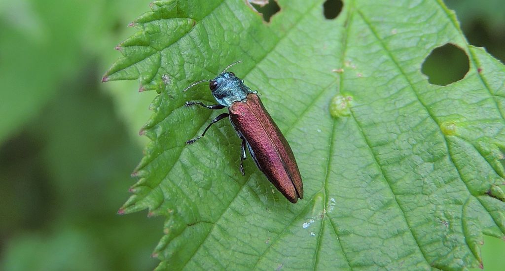 Opiętek (Agrilus sinuatus)
