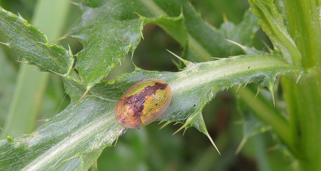 Tarczyk łopianowy (Cassida vibex)