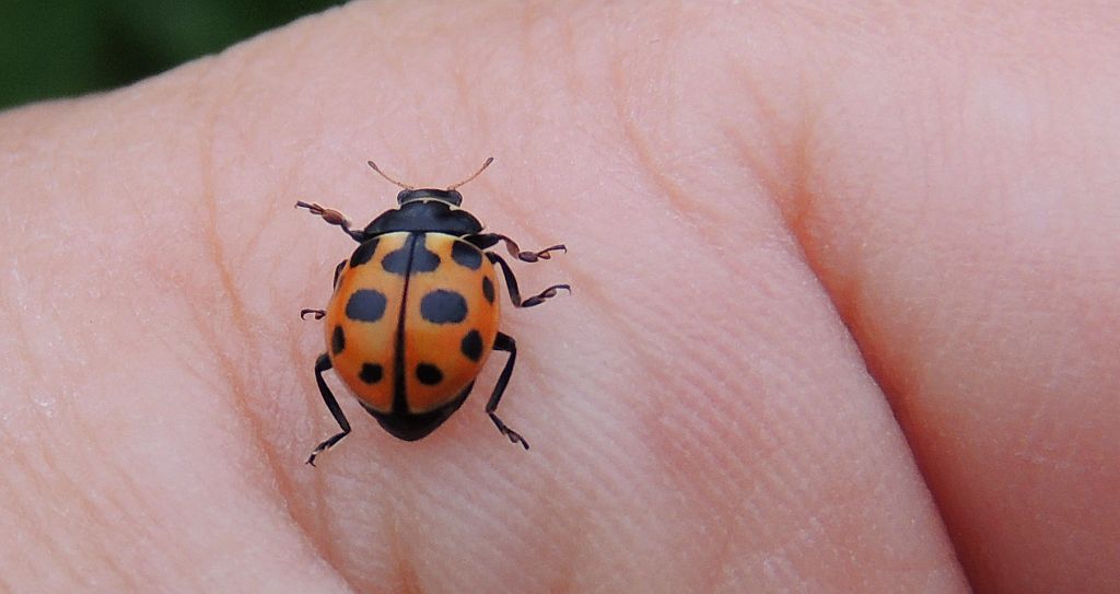 Czerwonka trzynastokropka (Hippodamia tredecimpunctata)