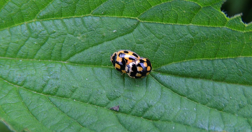 Wrzeciążka, biedronka wrzeciążka (Propylea quatuordecimpunctata)