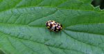 Wrzeciążka, biedronka wrzeciążka (Propylea quatuordecimpunctata)