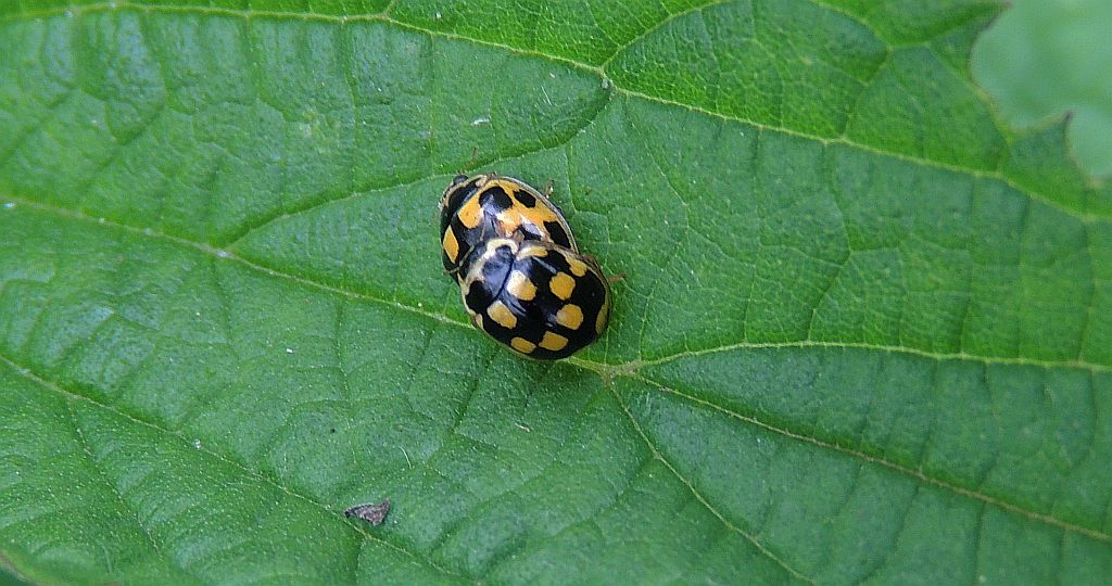 Wrzeciążka, biedronka wrzeciążka (Propylea quatuordecimpunctata)