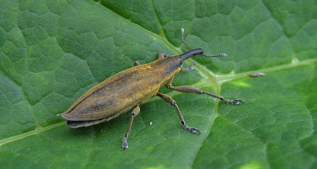 Kulczanka kosaćcówka (Lixus iridis)