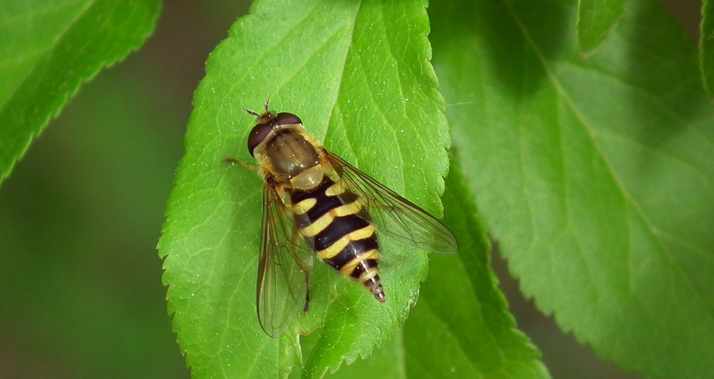 Epistrophe melanostoma