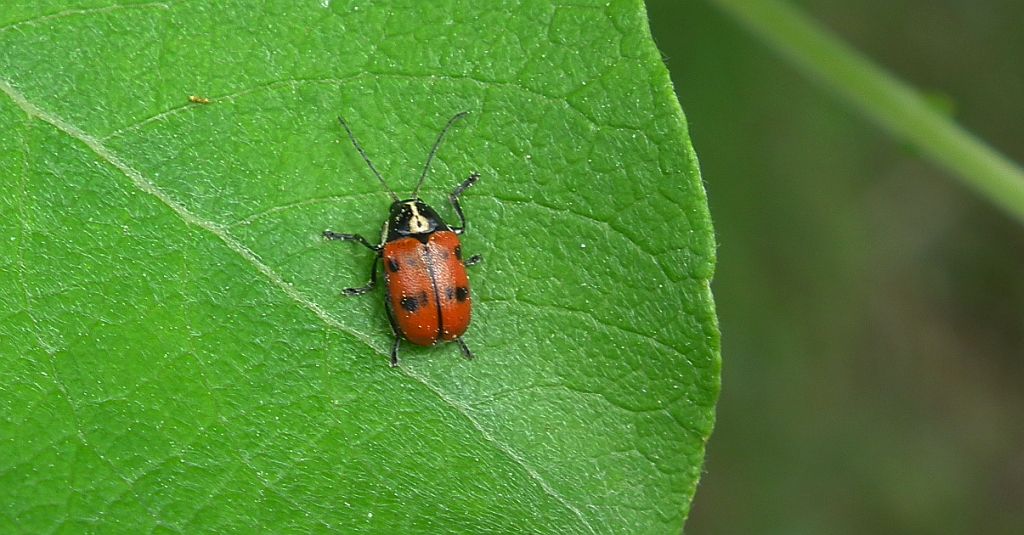 Cryptocephalus octopunctatus