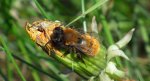 Pszczolinka piaskowa, pszczolinka złocista (Andrena armata)