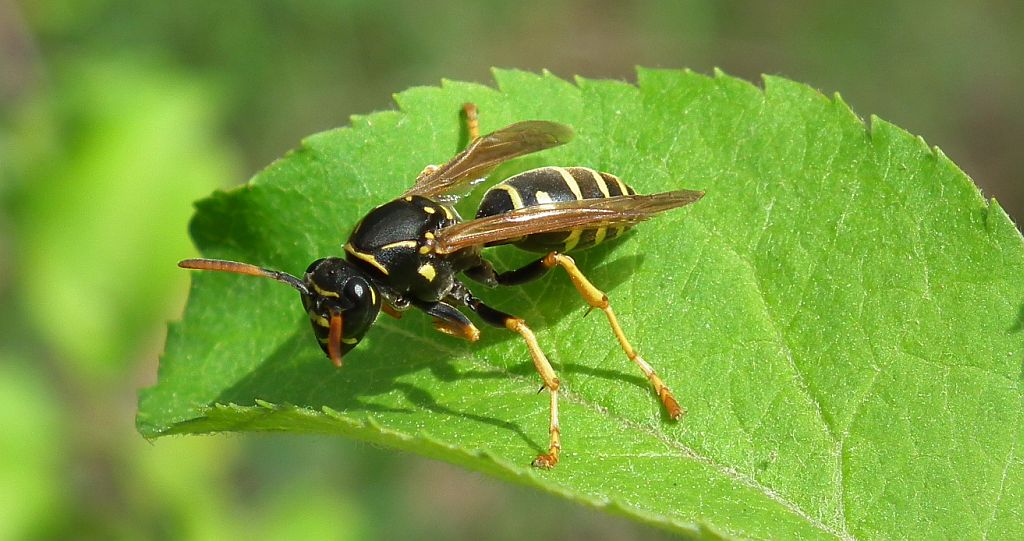 Klecanka łodygowa (Polistes bischoffi)