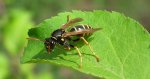 Klecanka łodygowa (Polistes bischoffi)