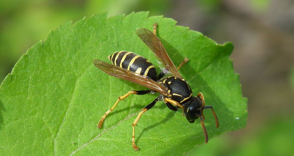 Klecanka łodygowa (Polistes bischoffi)