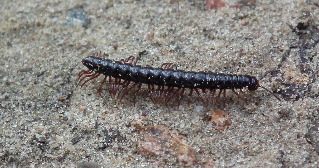 Strongylosoma pallipes