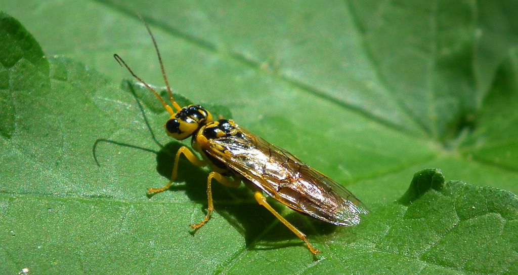 Szczerbatek zielony (Rhogogaster viridis)