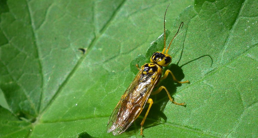 Szczerbatek zielony (Rhogogaster viridis)