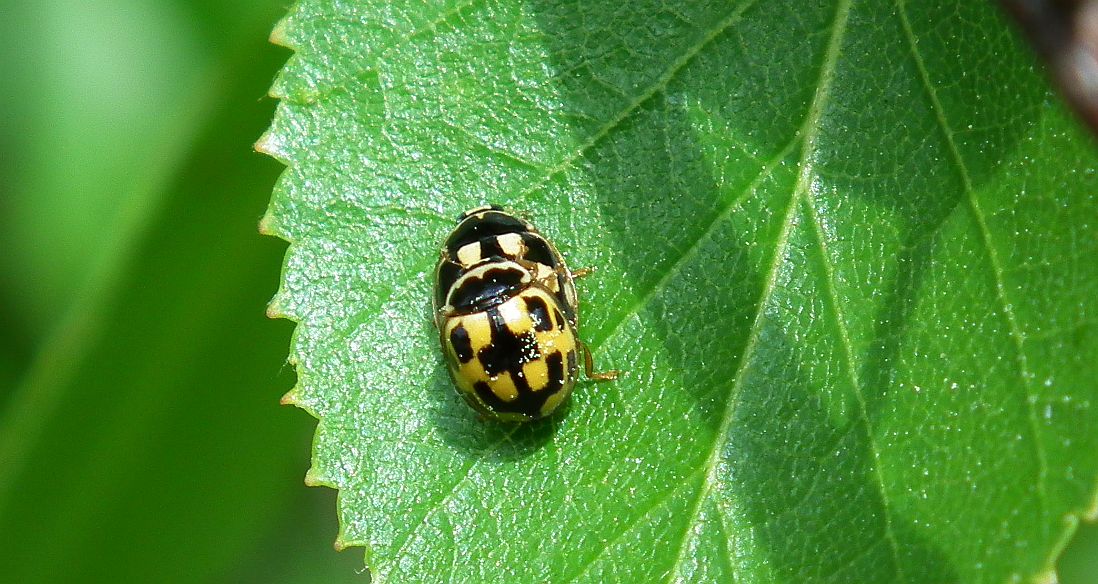 Wrzeciążka, biedronka wrzeciążka (Propylea quatuordecimpunctata)