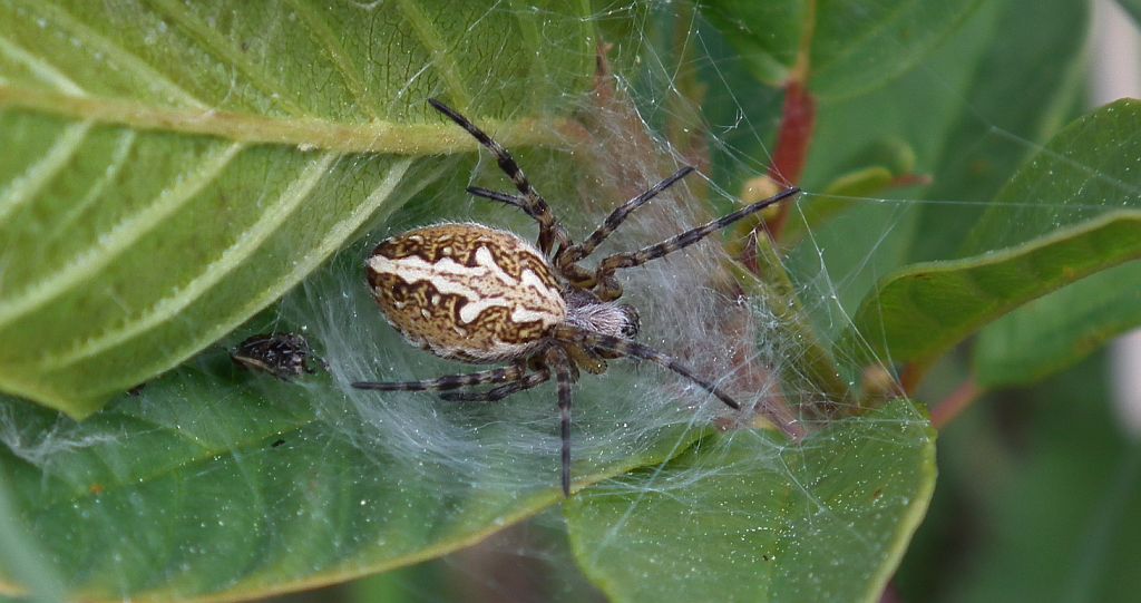 Kołosz wielobarwny (Aculepeira ceropegia)