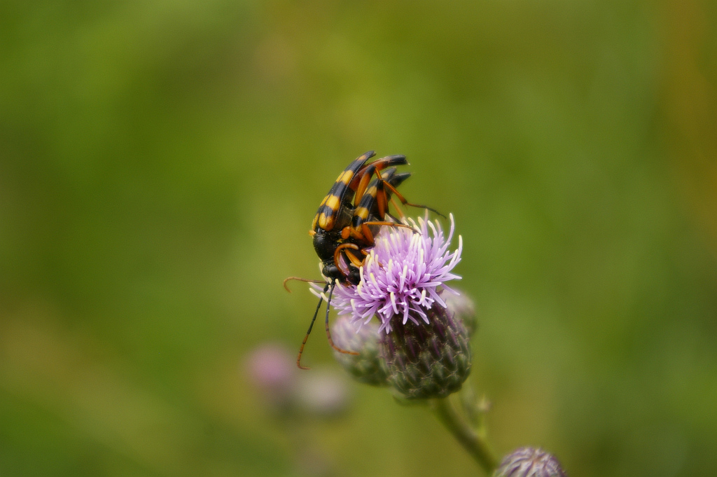 Strangalia plamista (Leptura maculata)