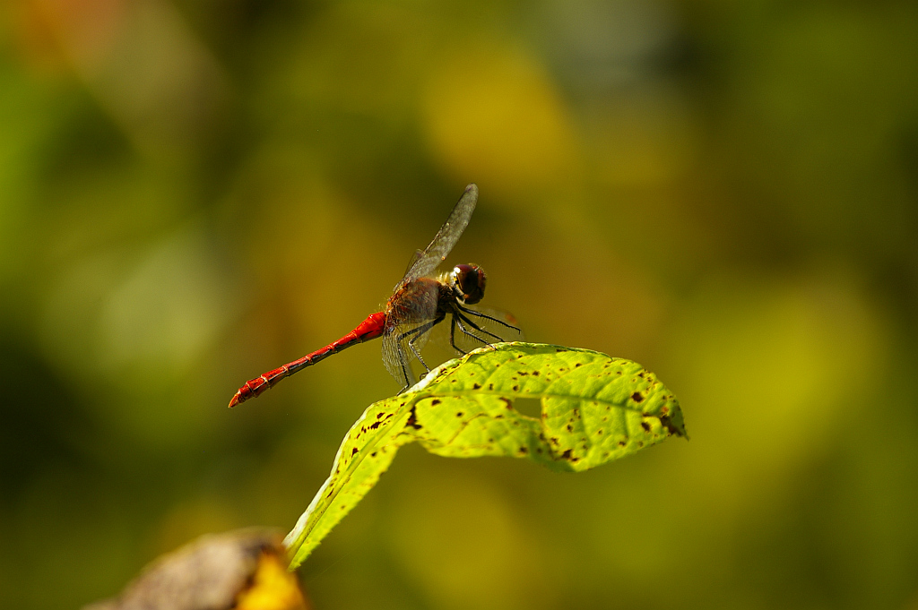 Szablak krwisty (Sympetrum sanguineum)