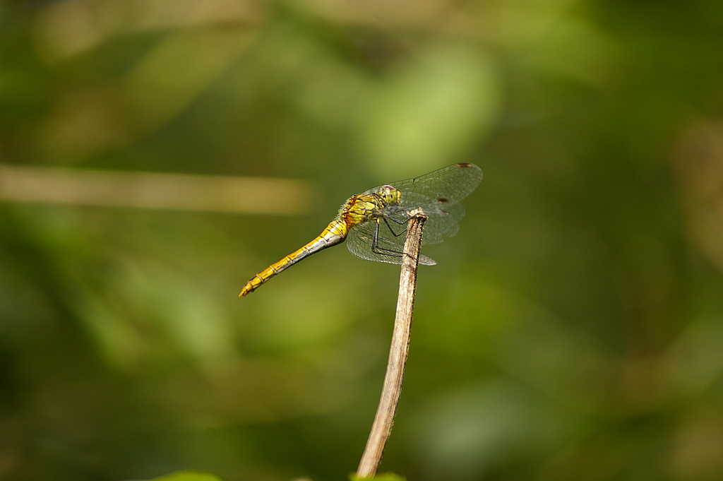Szablak krwisty (Sympetrum sanguineum)