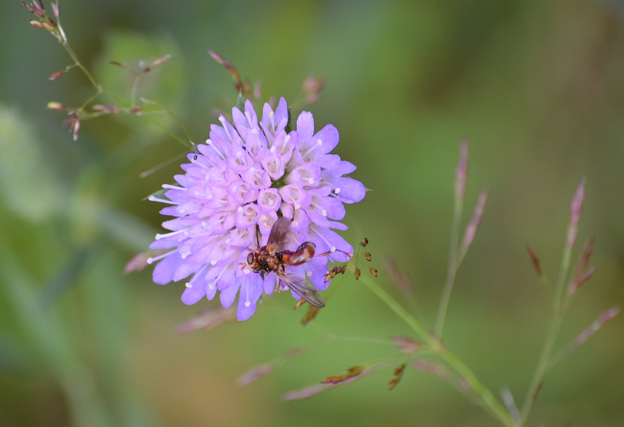 Ślepień trzmielowiec (Sicus ferrugineus)