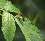 Pędźka (Dioctria hyalipennis)
