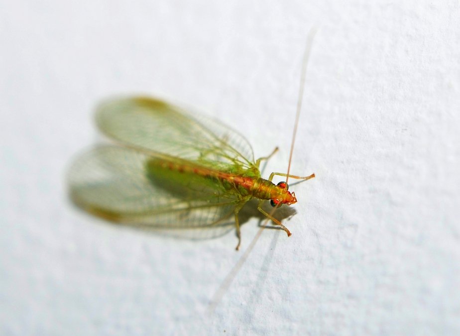 Złotook pospolity (Chrysopa vulgaris)