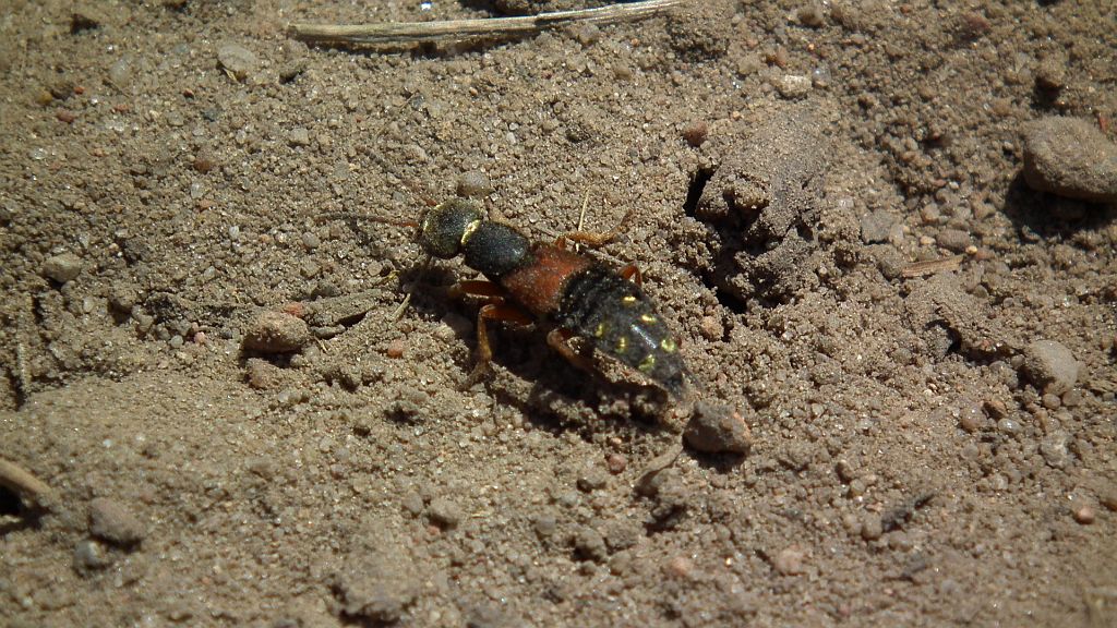 Kusak cezarek (Staphylinus caesareus)