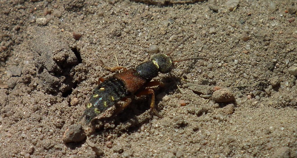 Kusak cezarek (Staphylinus caesareus)