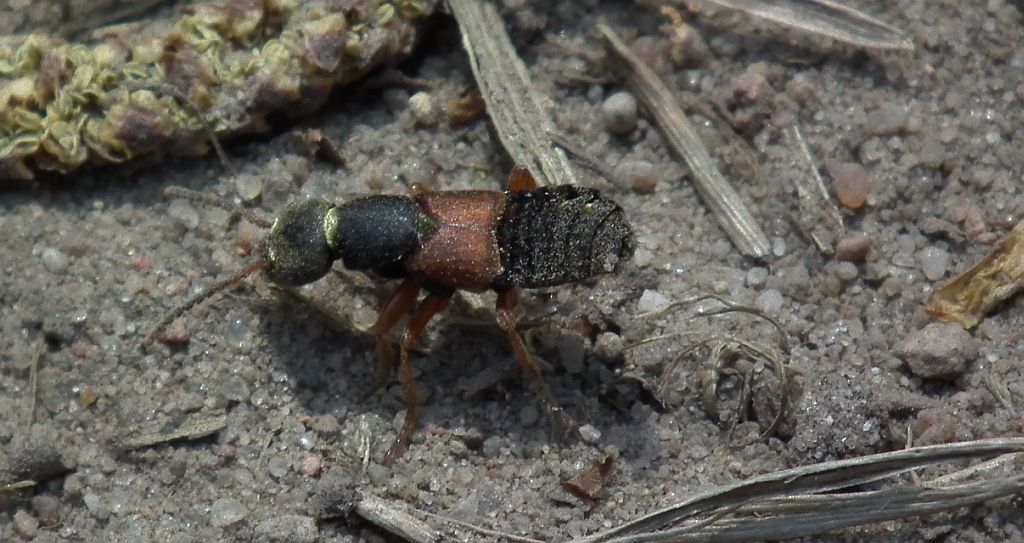Kusak cezarek (Staphylinus caesareus)