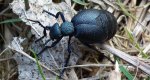 Oleica krówka (Meloë proscarabeus)
