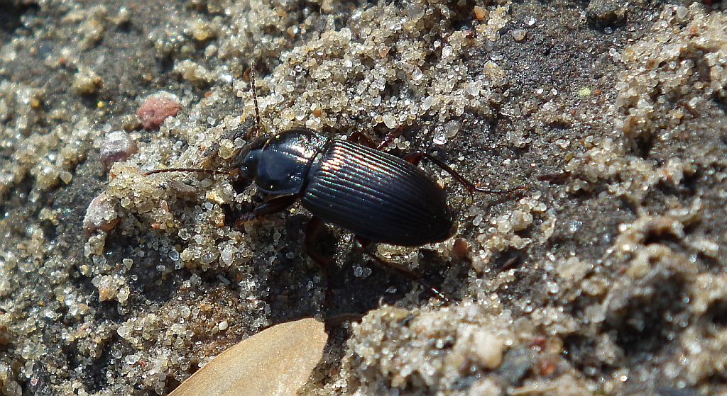 Pterostichus (Phonias) strenuus