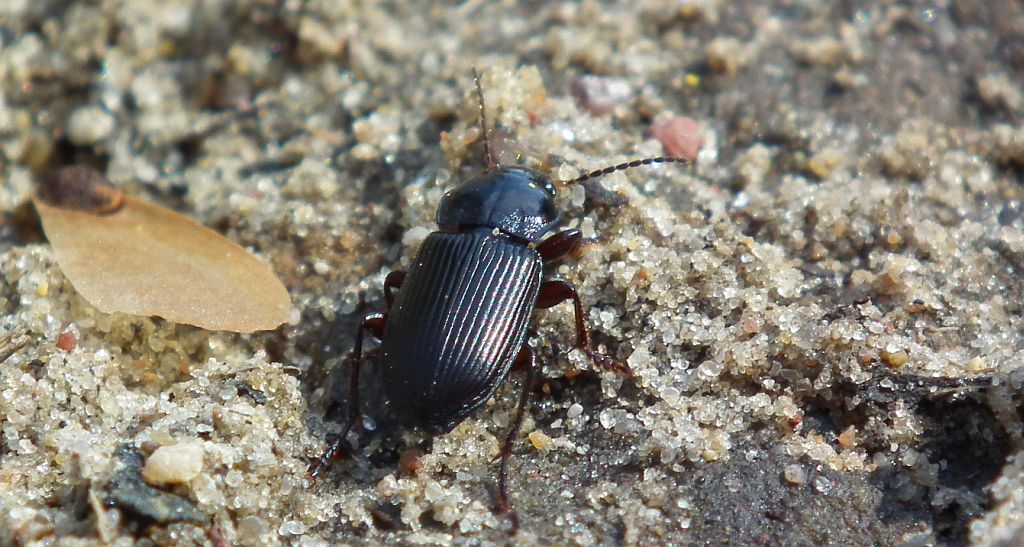 Pterostichus (Phonias) strenuus
