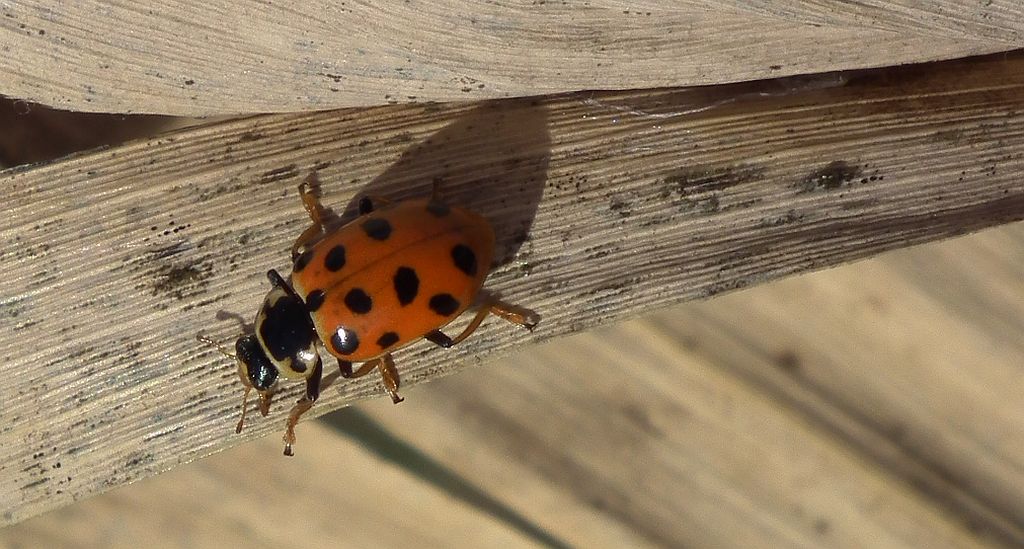 Czerwonka trzynastokropka (Hippodamia tredecimpunctata)