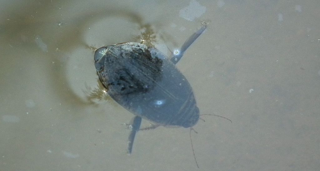 Pływak żółtobrzeżek (Dytiscus marginalis)