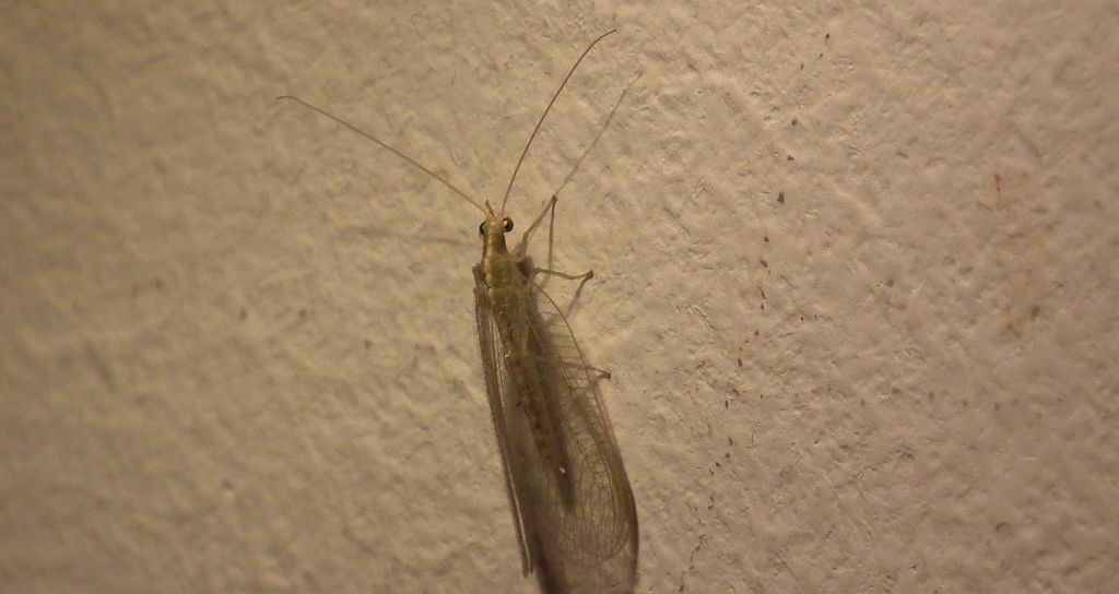 Złotook pospolity (Chrysopa vulgaris)