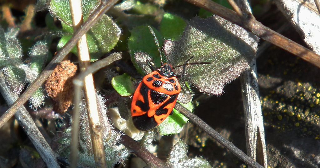 Warzywnica ozdobna (Eurydema ornatum syn. Eurydema ornata)