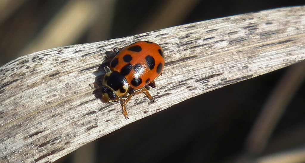 Czerwonka trzynastokropka (Hippodamia tredecimpunctata)
