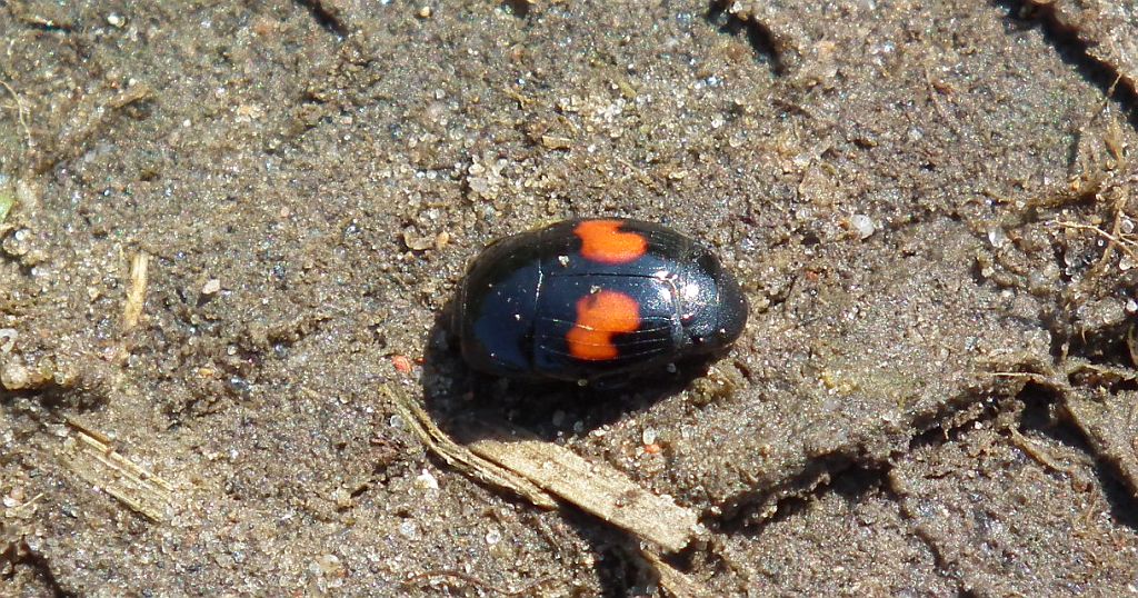 Gnilik (Margarinotus bipustulatus)