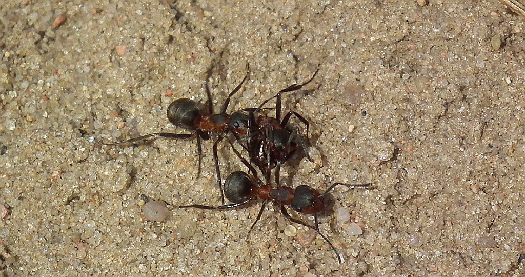 Mrówka rudnica (Formica rufa)