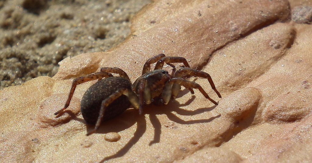 Krzeczek naziemnik (Trochosa terricola)