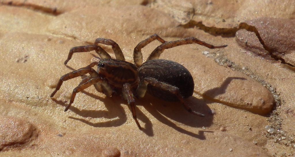 Krzeczek naziemnik (Trochosa terricola)
