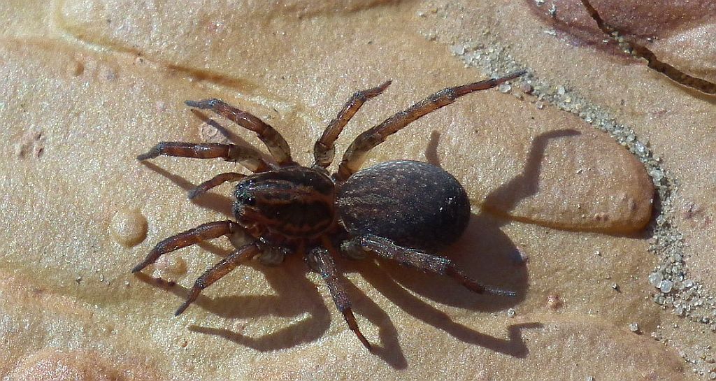 Krzeczek naziemnik (Trochosa terricola)