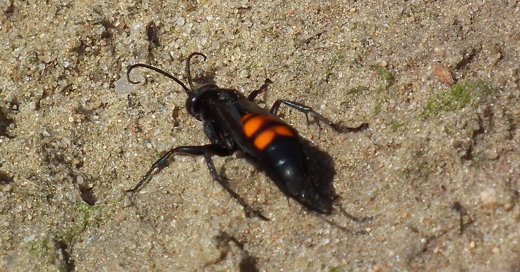 Szwędosz pajęczarz (Anopius fuscus)