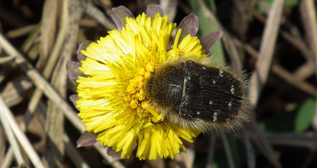 Kosmatek pospolity (Tropinota hirta syn. Epicometis hirta)