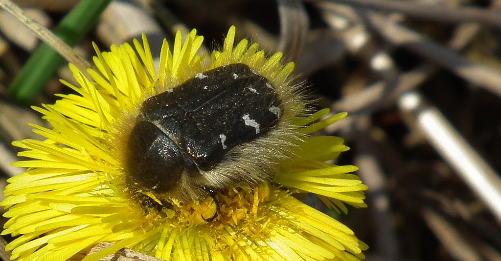 Kosmatek pospolity (Tropinota hirta syn. Epicometis hirta)