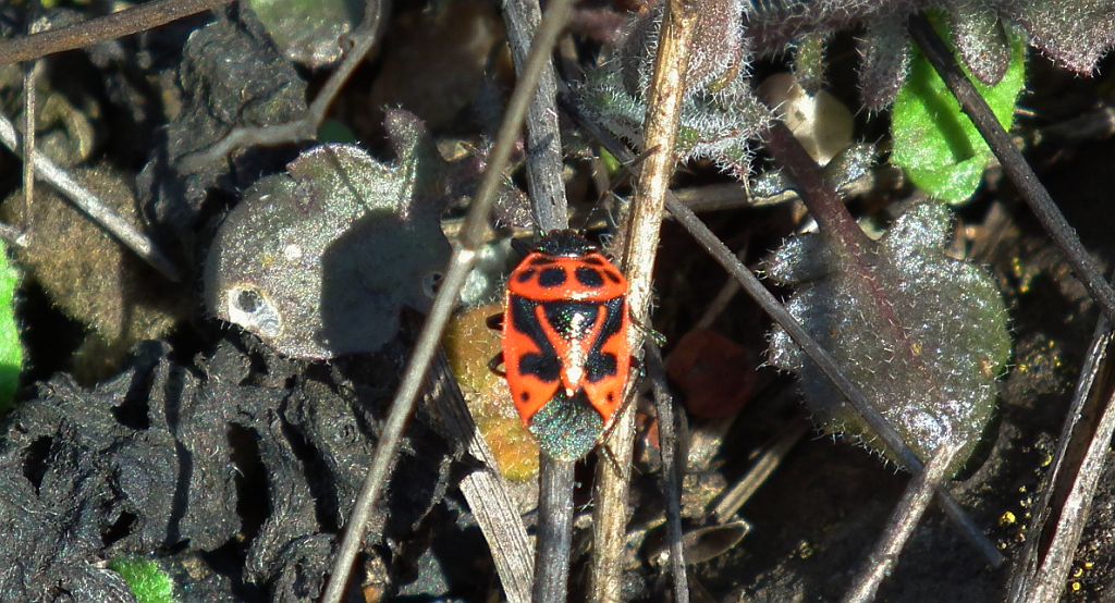 Warzywnica ozdobna (Eurydema ornatum syn. Eurydema ornata)