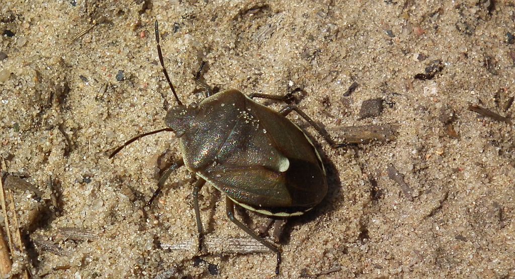 Tarczówka sosnowa (Chlorochroa pinicola)