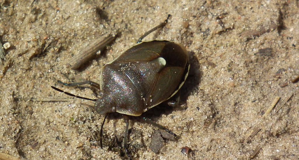 Tarczówka sosnowa (Chlorochroa pinicola)
