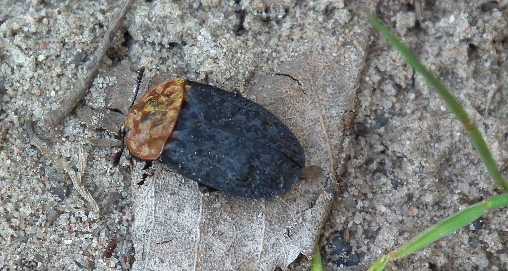 Ścierwiec (Oiceoptoma thoracicum)